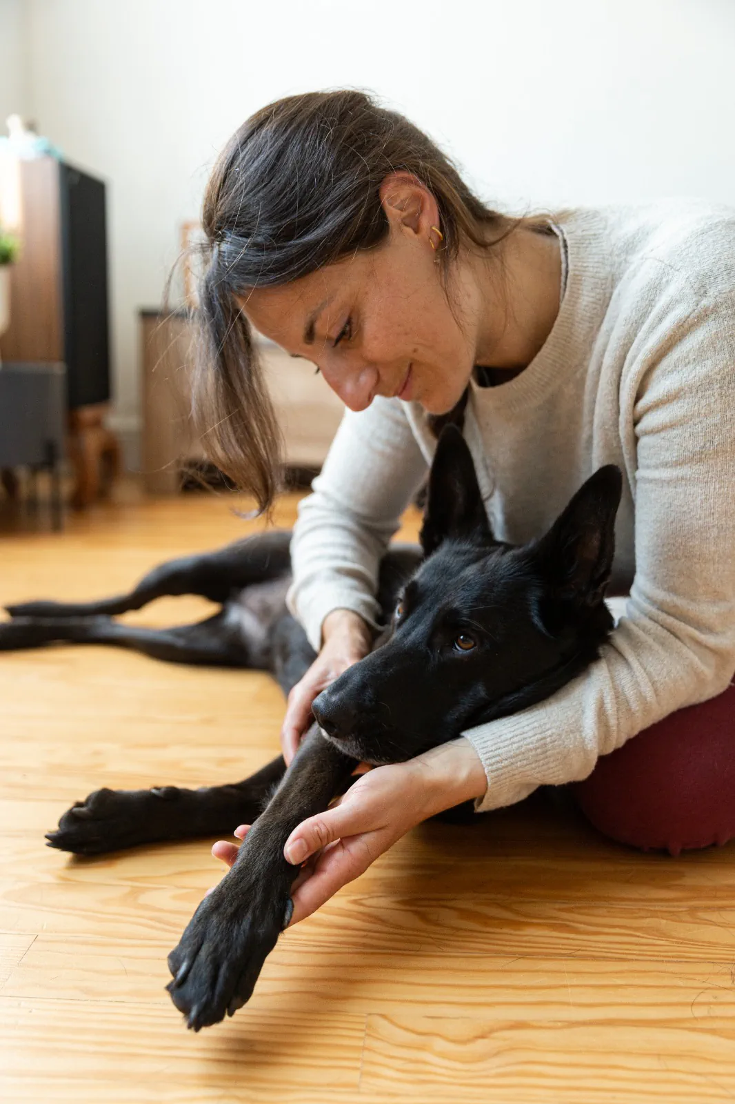 Ostéopathie pour chien dans le Calvados